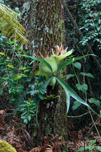 image from Elk Horn Fern