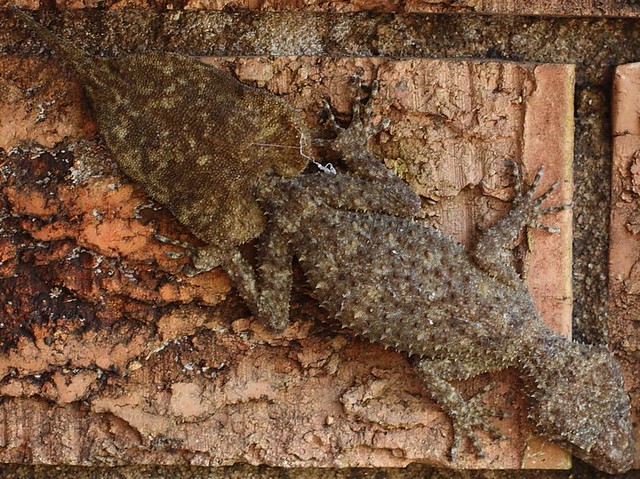 Broad-tailed Gecko