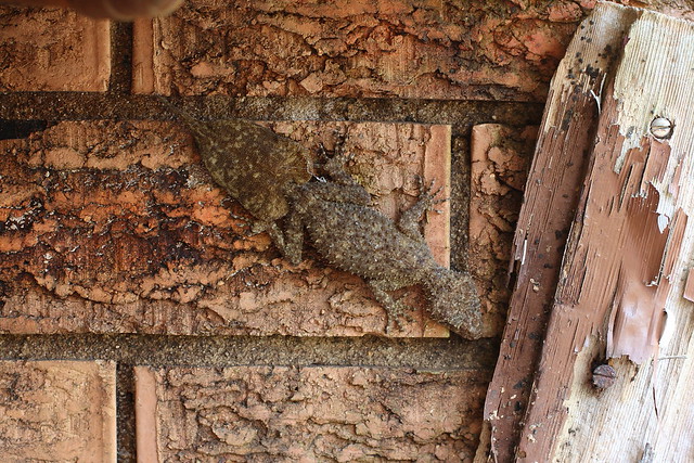 image from Broad Tailed Gecko