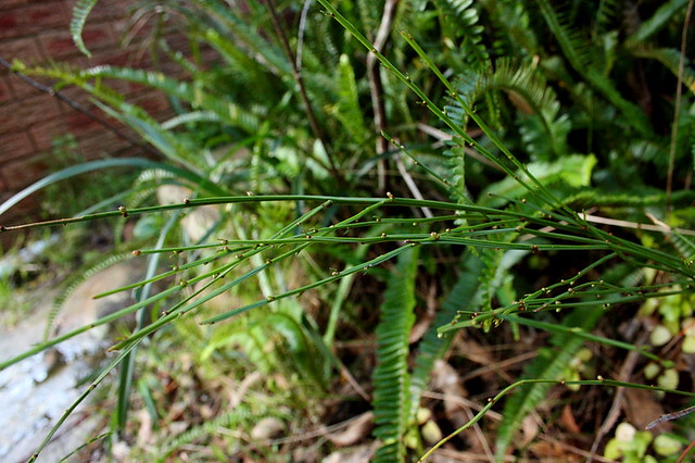 Broom Spurge
