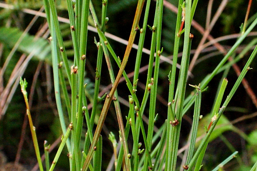 image from Broom Spurge