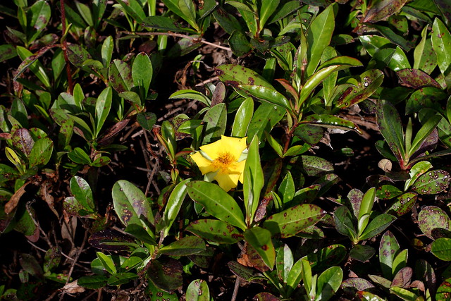 Golden Guinea Flower