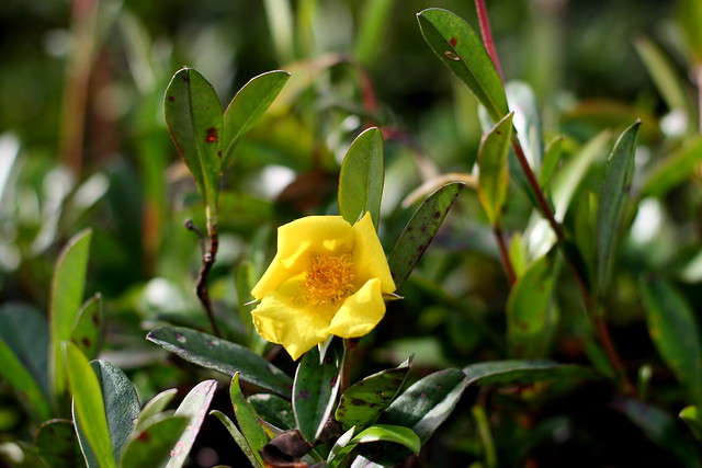 image from Golden Guinea Flower