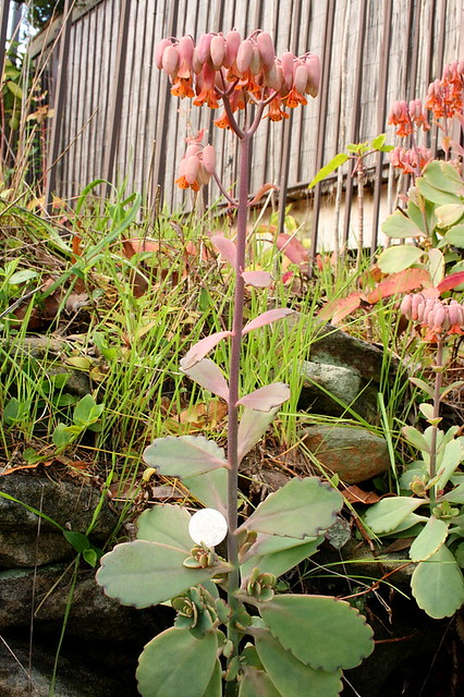 image from Lavender Scallops