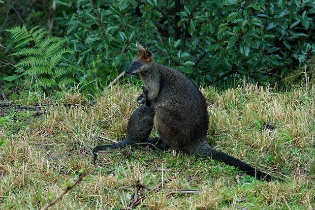 image from Swamp Wallaby