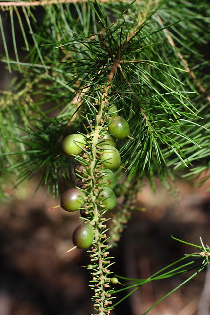 Pine-leaf Geebung fruit