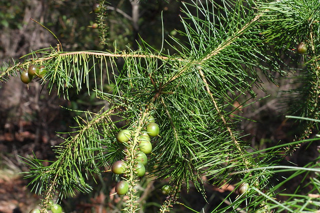 image from Pine-leaf Geebung