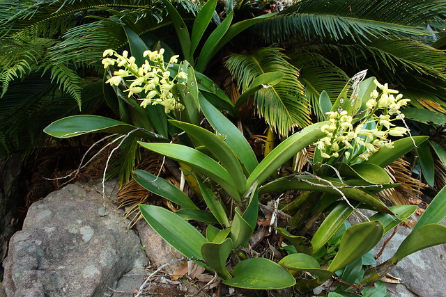 image from Sydney Rock Orchid
