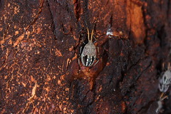 beetle with patterned back
