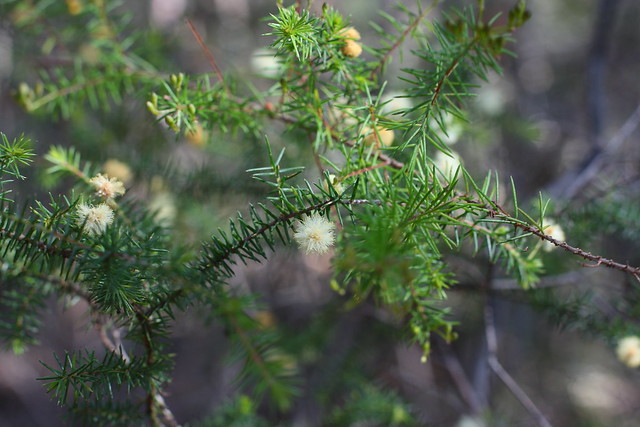 image from Prickly Moses