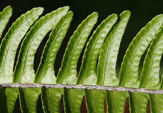 Fishbone Fern frond closeup