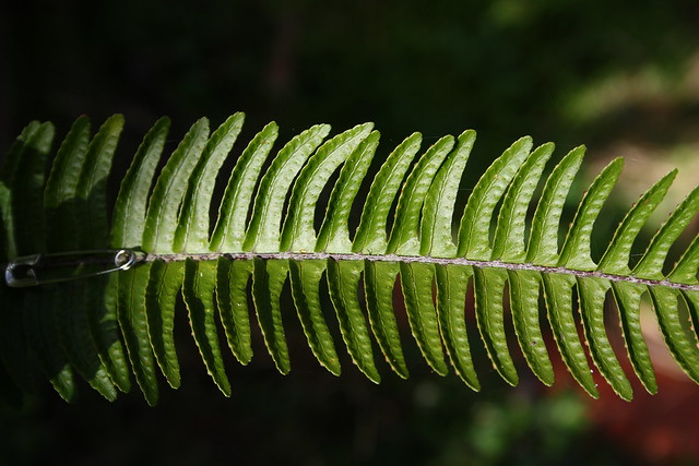 Fishbone Fern frond detail