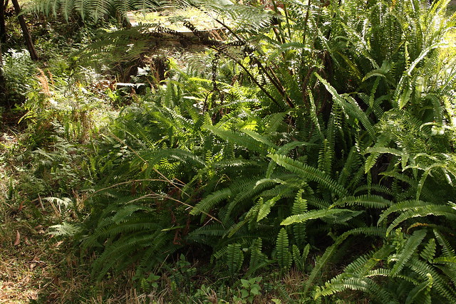 image from Fishbone Fern