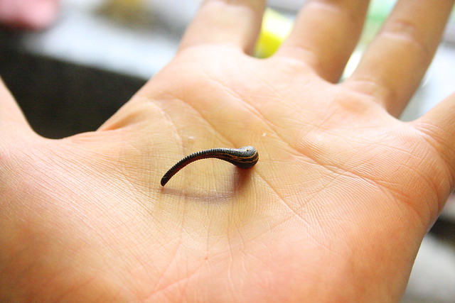 Leech - Gnatbobdellida libbata