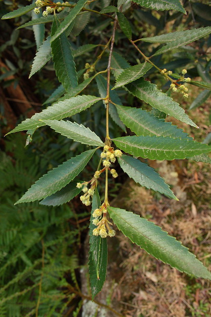 image from Black Wattle