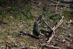 image from Mueller Track at the Wildflower Garden