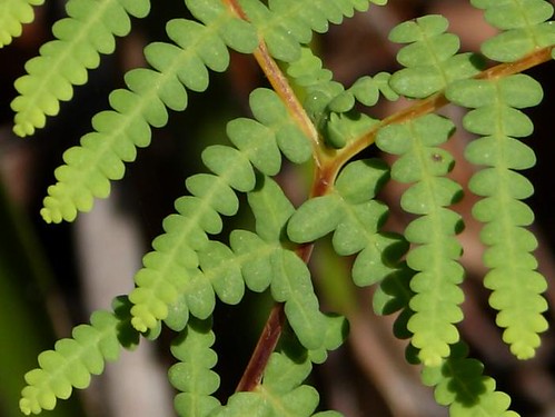 Coral Fern