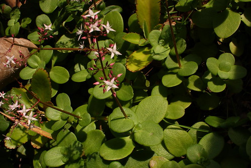 image from Pitted Crassula