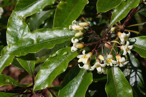 Sweet Pittosporum Flowers