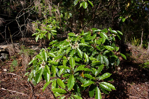 image from Sweet Pittosporum