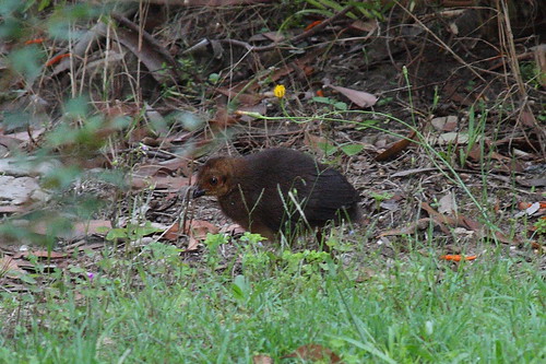 Brush Turkey Chick