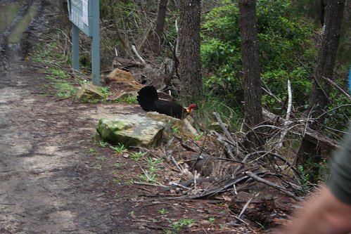 image from Brush Turkey