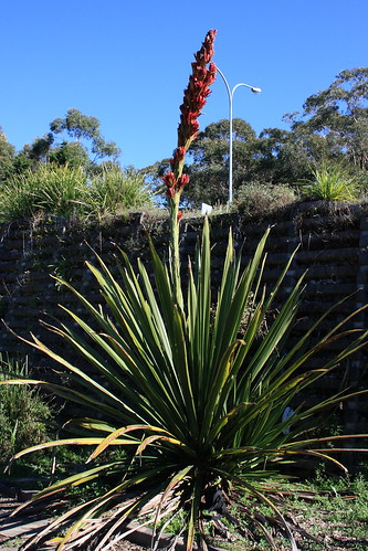 image from Giant Spear Lily ( Gymea Lily )