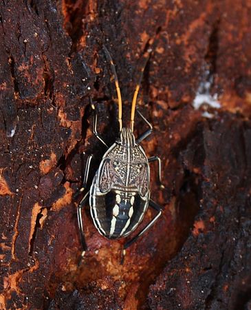 image from Unknown Bugs