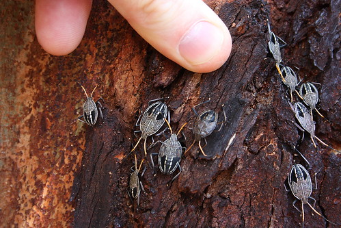 Tree bugs
