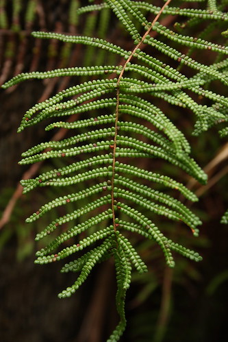 Gleichenia microphylla