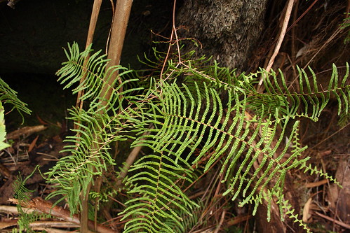 image from Coral Fern ( G. microphylla )