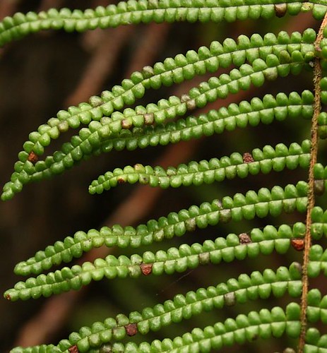 Gleichenia microphylla