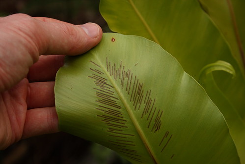 Bird&rsquo;s Nest Fern Sori