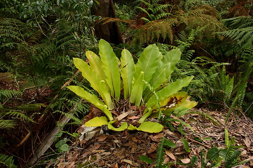 Bird&rsquo;s Nest Fern