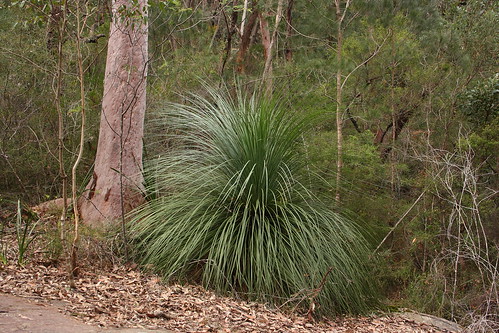 image from Broadleaf Grass-tree