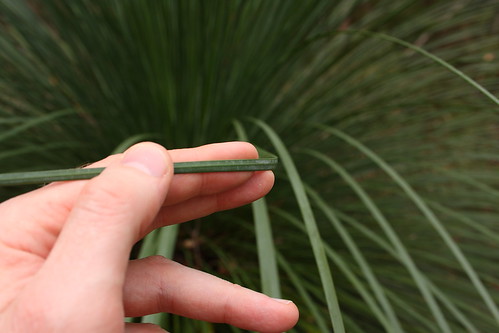 Grass tree leaves