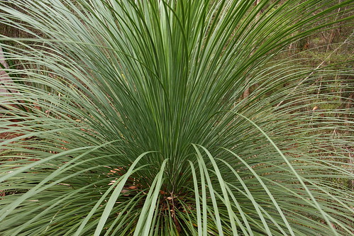 Grass Tree Leaves