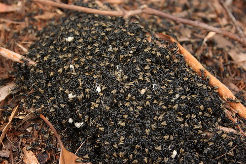 Ant Swarm