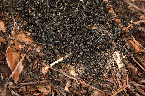 Matchstick for scale