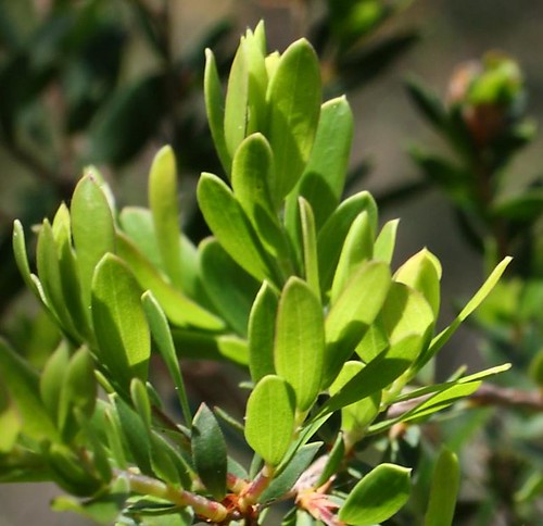Paperbark tea tree leaves
