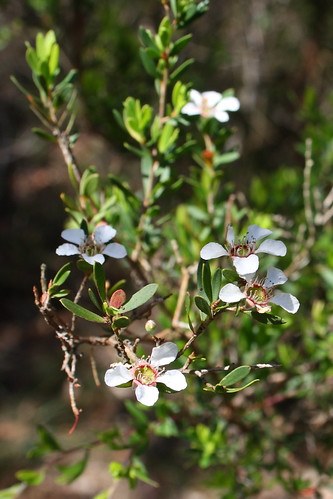 image from Paperbark Tea Tree