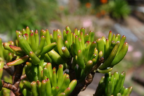Crassula Ovata