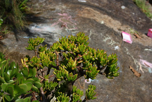 image from Crassula Gollum