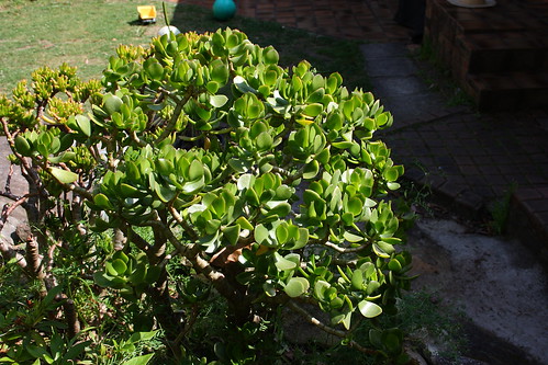 Jade Plant