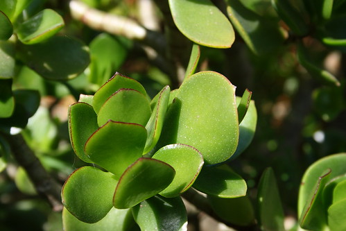 image from Jade Plant