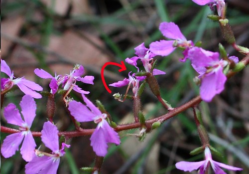 Trigger Plant Flower