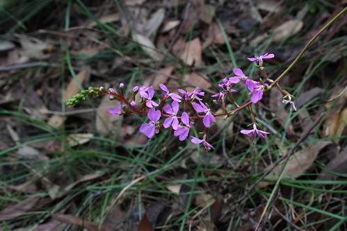 Trigger Plant flowers