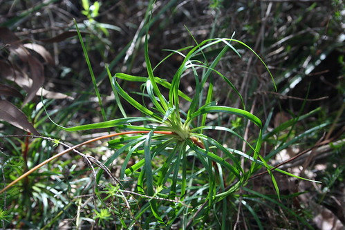 image from Trigger Plant