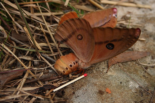 image from Monster Moth – Helena Emperor Moth
