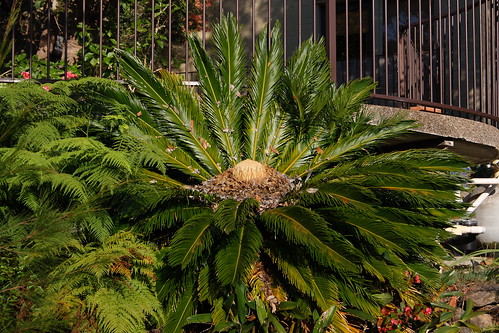 Cycad coralloid roots